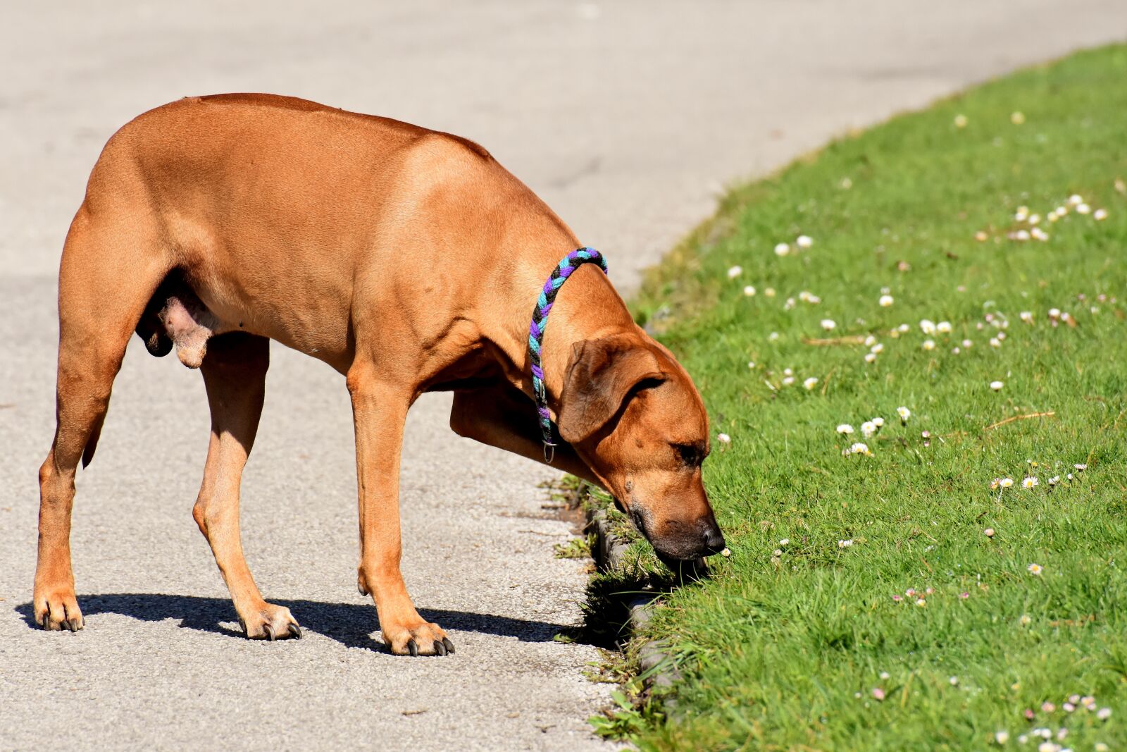 Nikon D7200 sample photo. Dog, pet, ridgeback photography