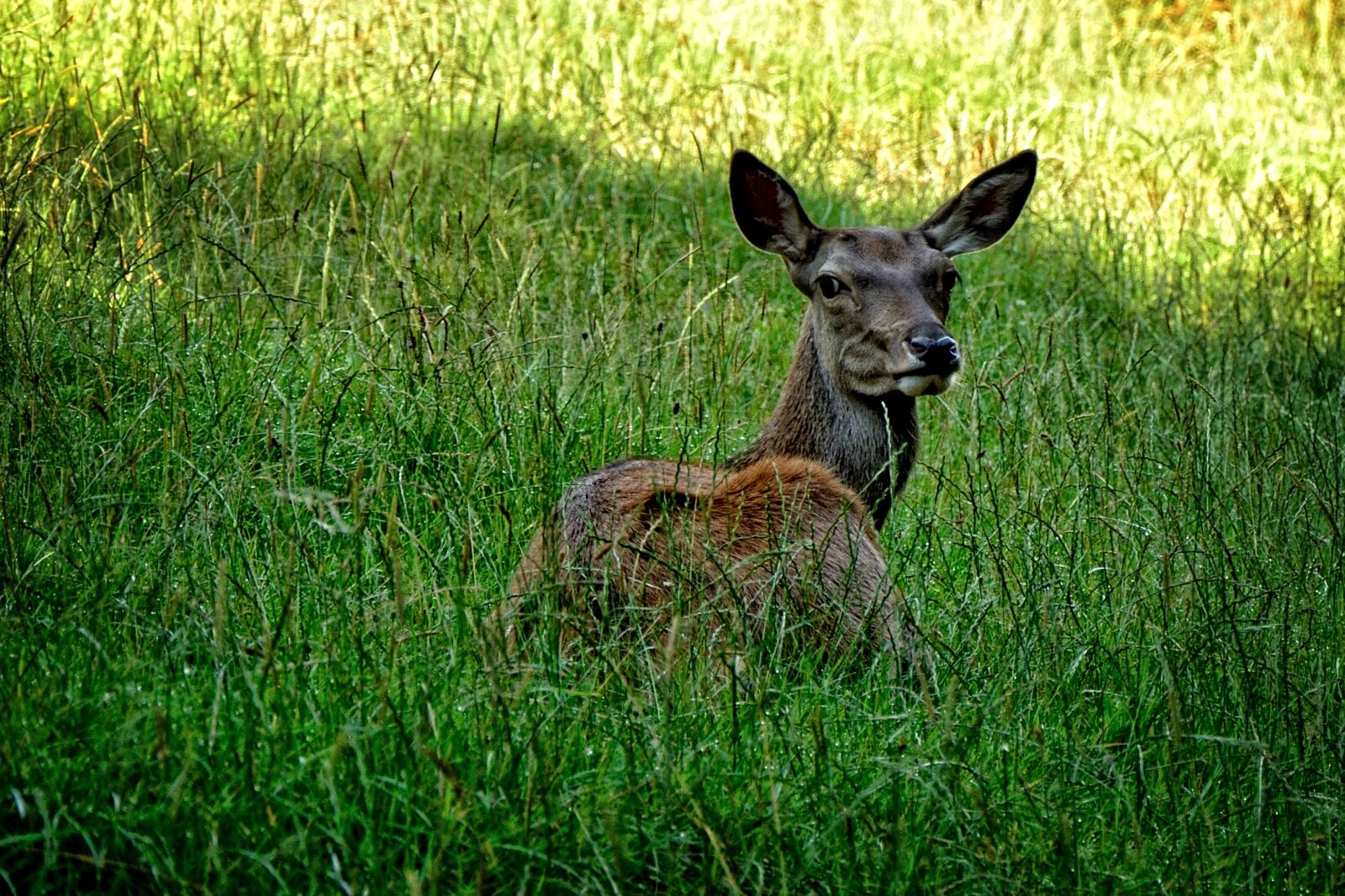Nikon D7100 sample photo. Doe, red deer, wild photography