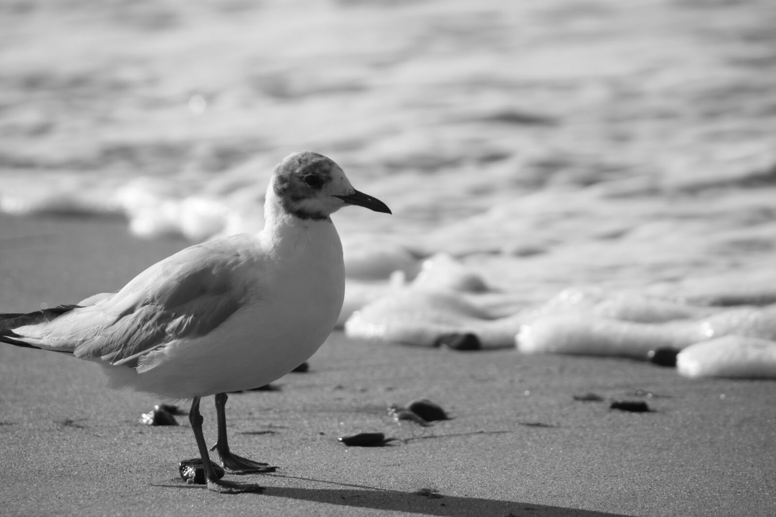 Canon EOS 500D (EOS Rebel T1i / EOS Kiss X3) sample photo. Sand, seagull, beach photography