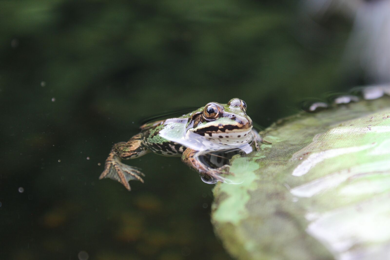 Canon EOS 600D (Rebel EOS T3i / EOS Kiss X5) sample photo. Frog pond, frog, water photography