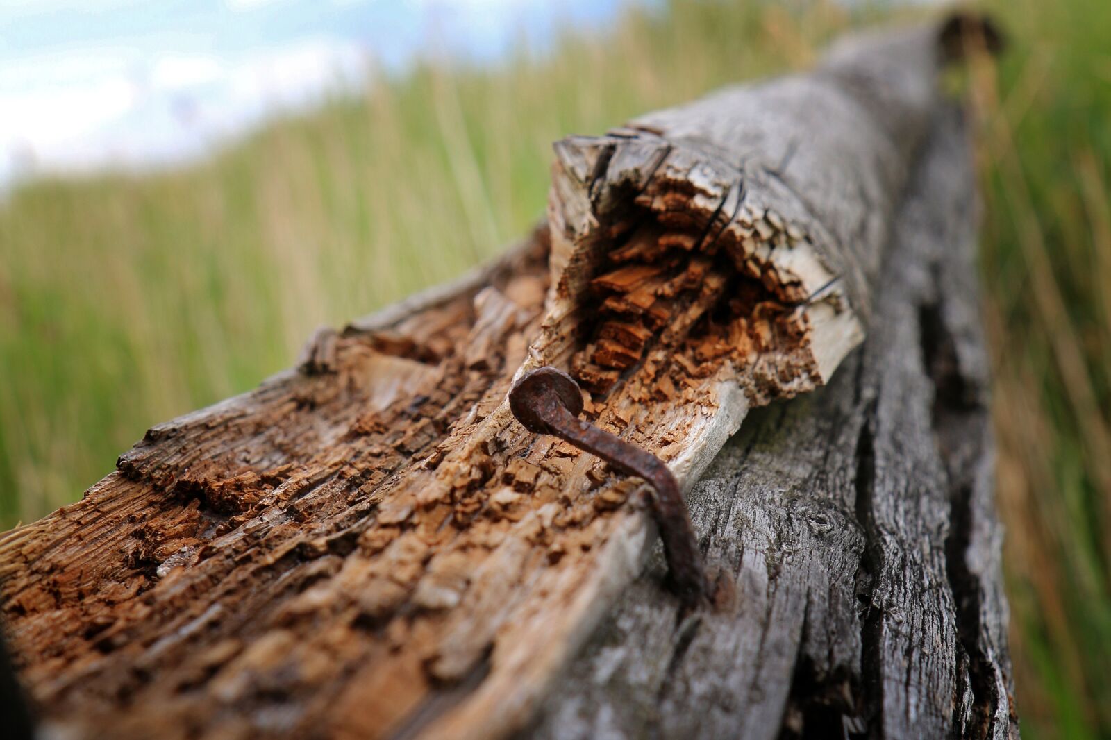 Canon EOS 70D sample photo. Nail, rust, old photography