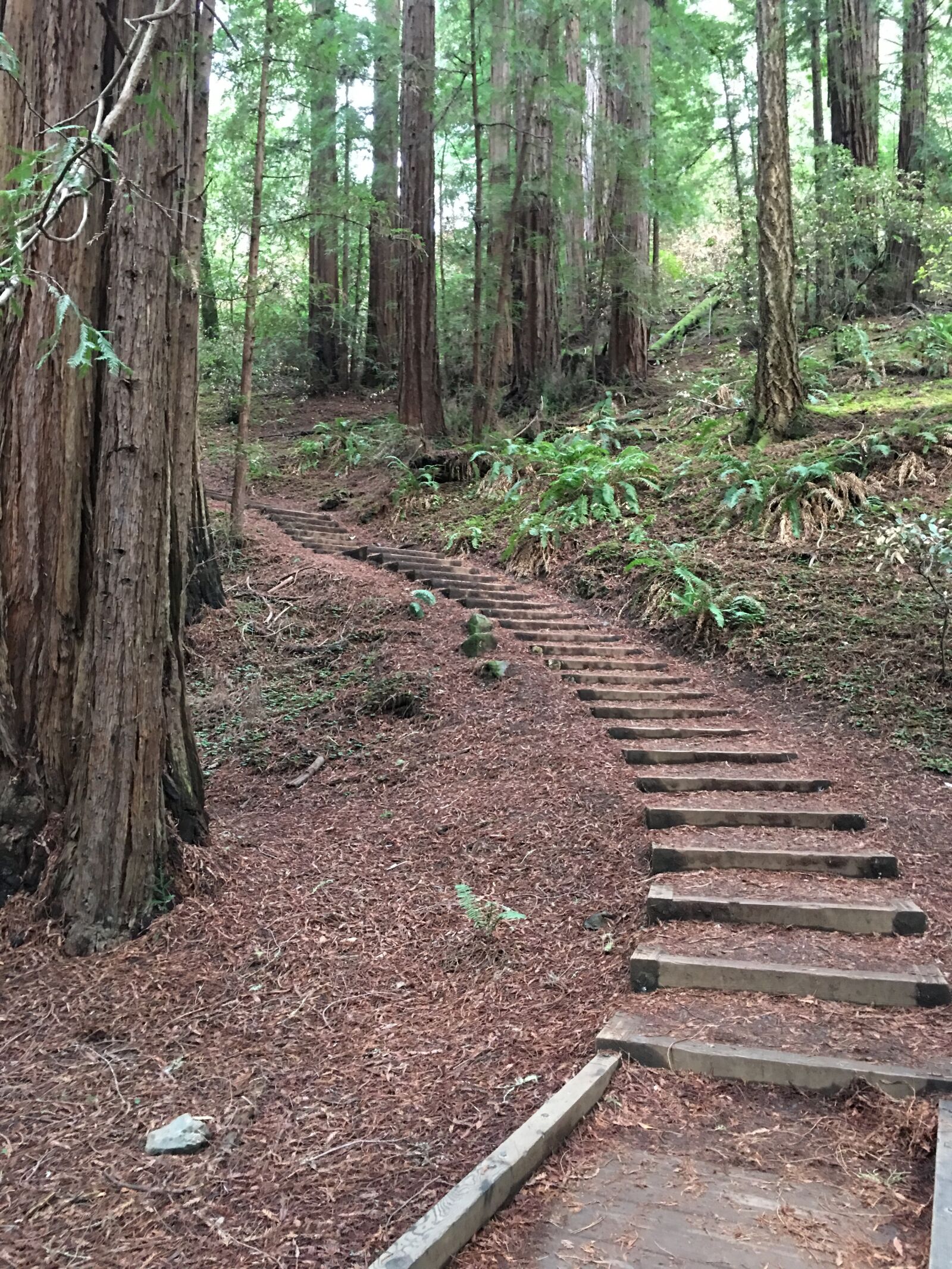 iPhone 6s Plus back camera 4.15mm f/2.2 sample photo. Muir woods, nature, california photography