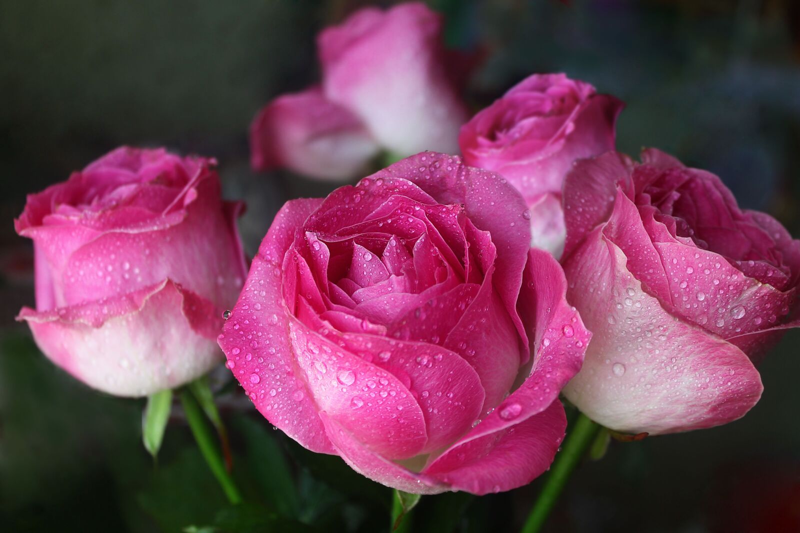 Canon EOS 1100D (EOS Rebel T3 / EOS Kiss X50) sample photo. Roses, flowers, bouquet photography