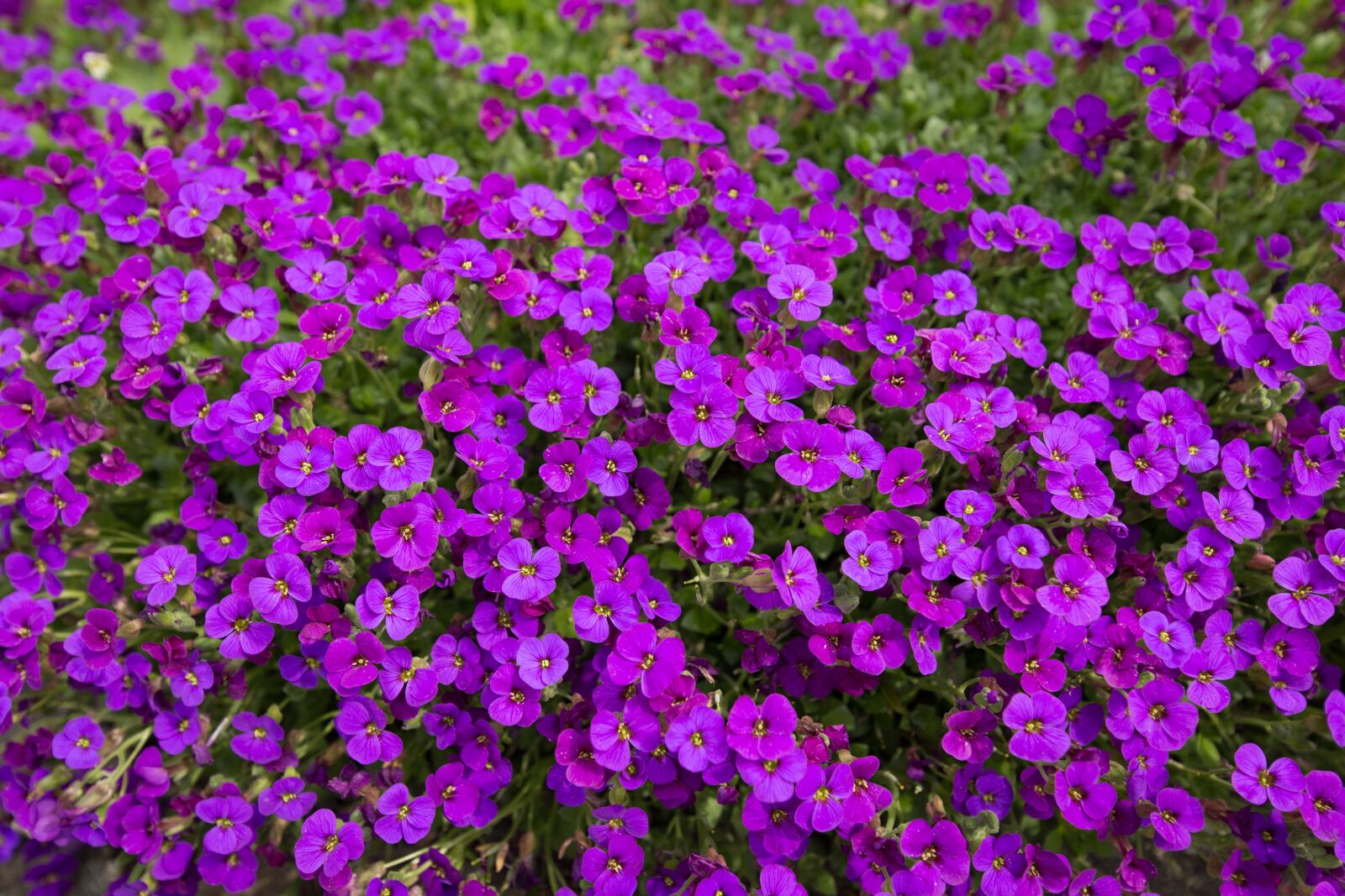 Tamron SP 15-30mm F2.8 Di VC USD sample photo. Violet, flowers, nature photography
