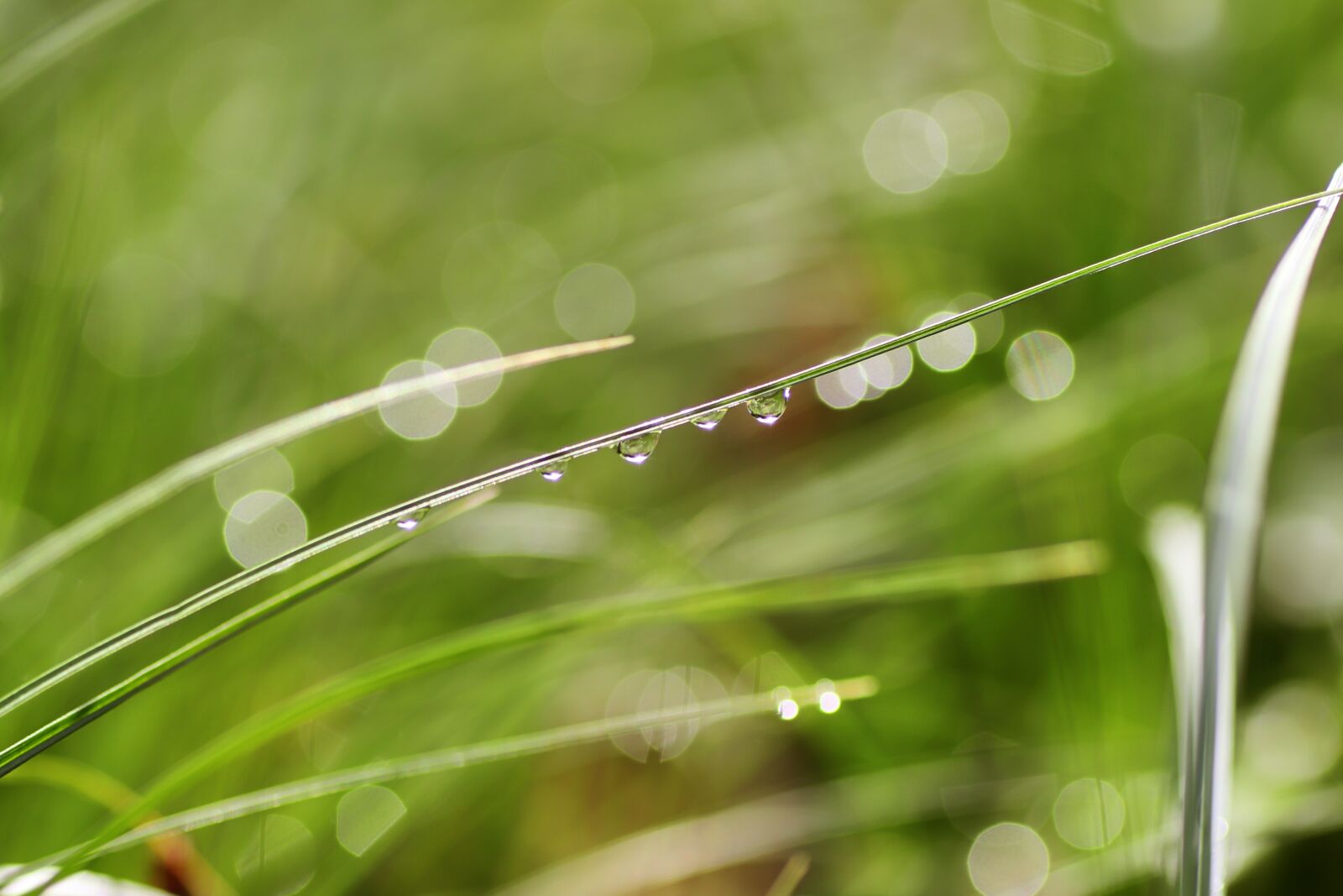 Tamron SP 90mm F2.8 Di VC USD 1:1 Macro sample photo. Morgentau, dewdrop, dew photography
