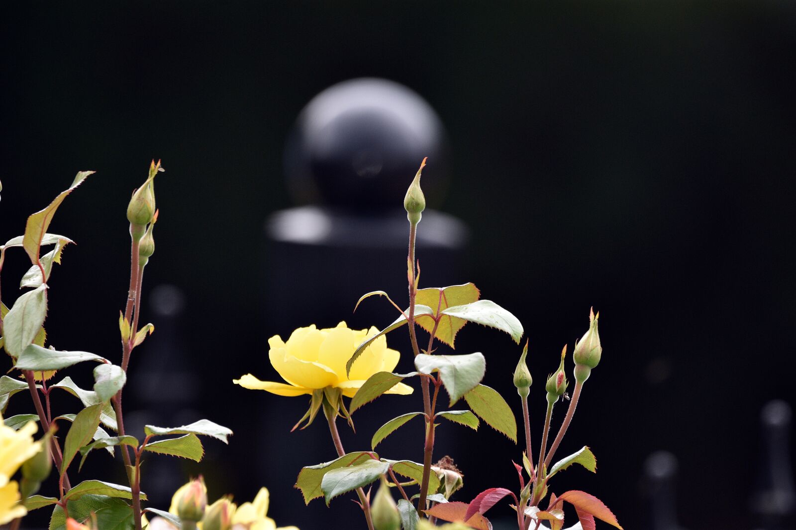 Nikon D3400 sample photo. Rose, flower, flowers photography