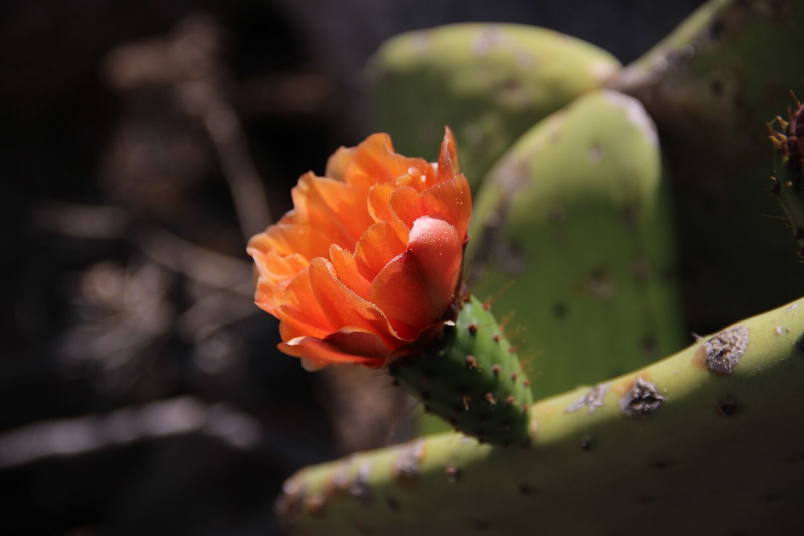 Canon EOS 600D (Rebel EOS T3i / EOS Kiss X5) sample photo. Cactus, blossom, bloom photography