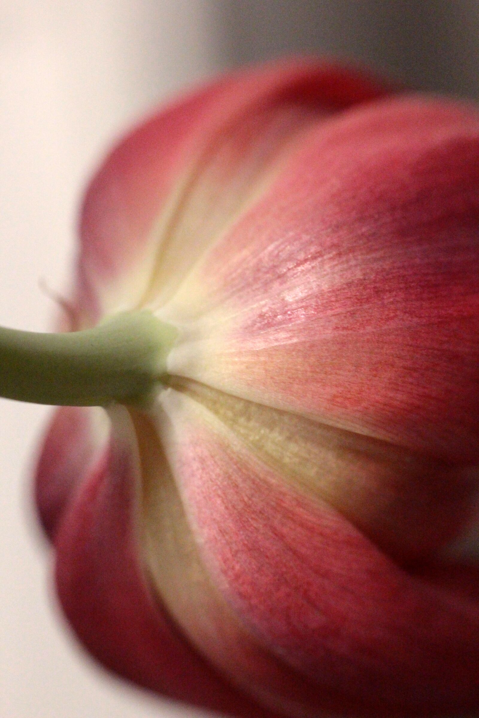 Canon EOS 700D (EOS Rebel T5i / EOS Kiss X7i) + Canon EF 50mm F1.4 USM sample photo. Tulip, flower, color photography