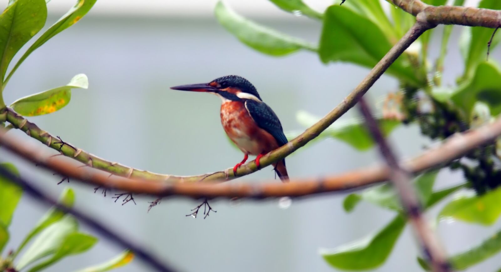 Olympus OM-D E-M1 sample photo. Common, kingfisher, king photography