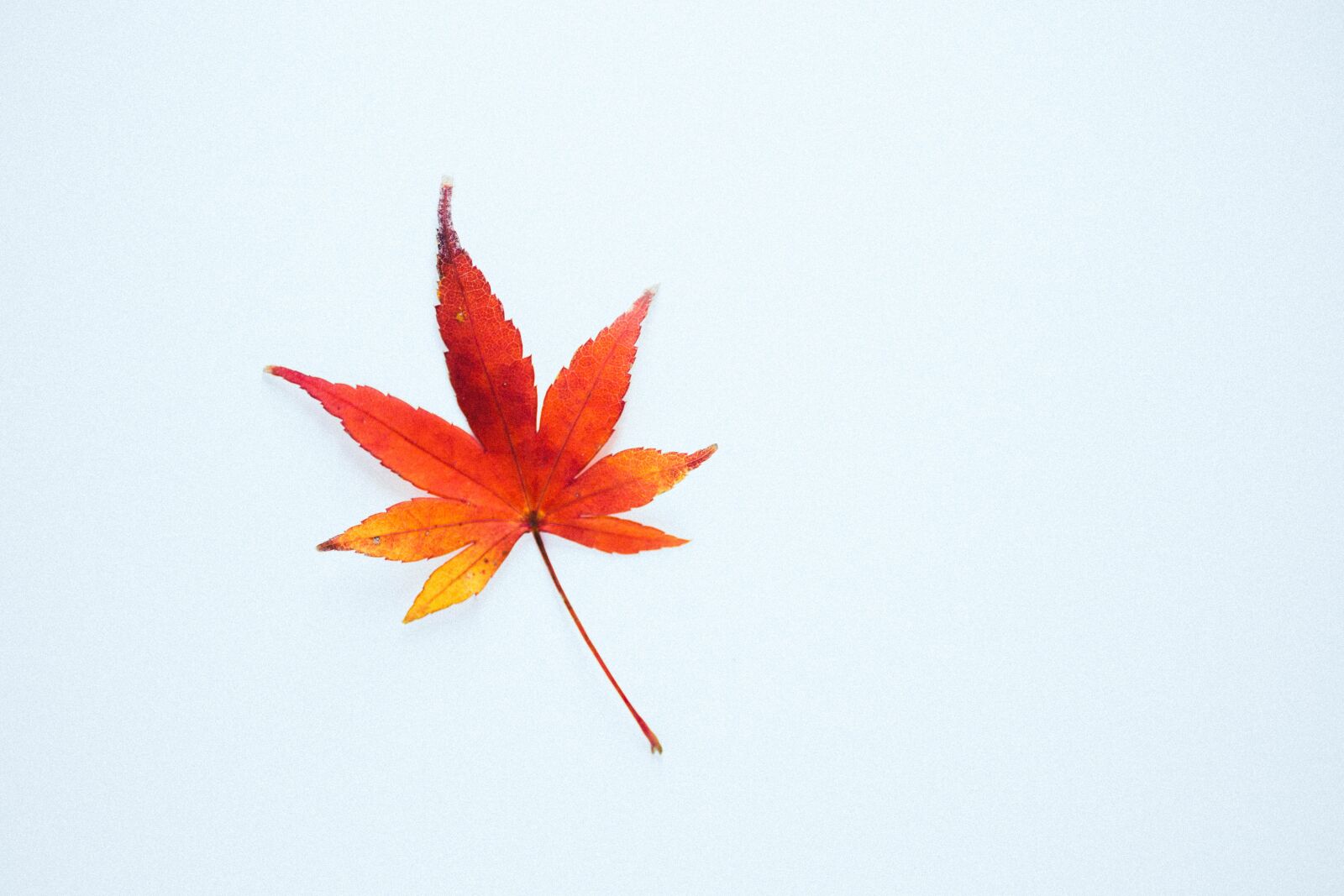 Nikon D7200 sample photo. Leaves, autumn, fall photography