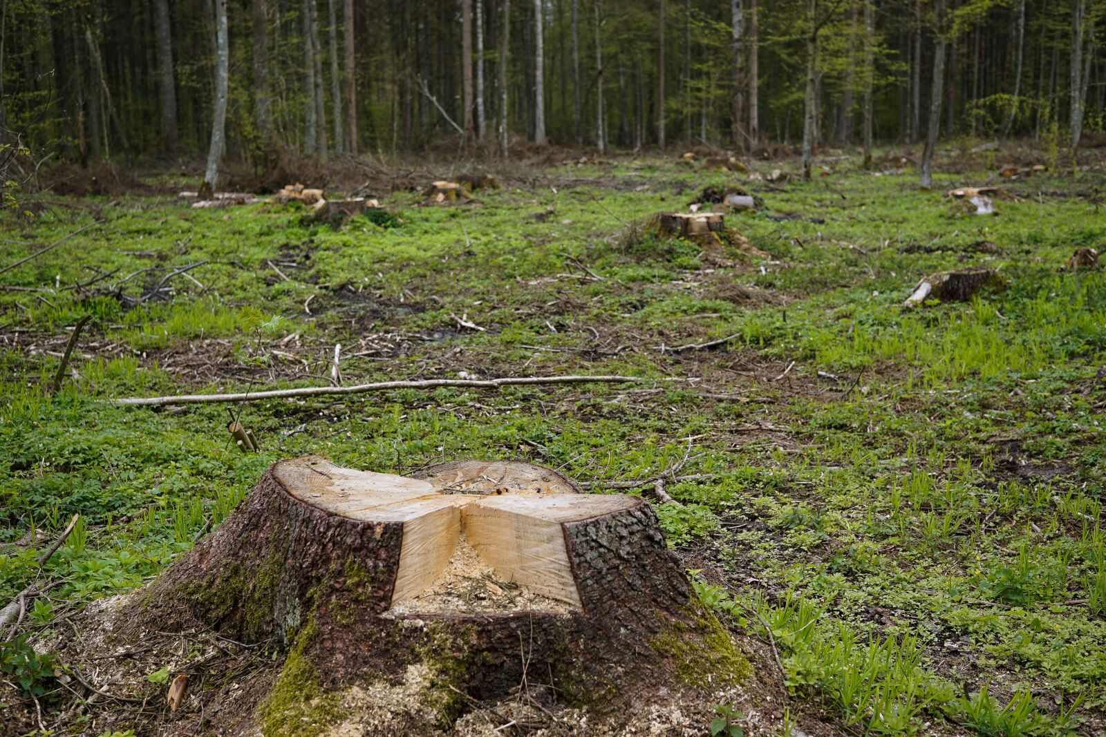 Sony a6000 + Sigma 30mm F2.8 EX DN sample photo. Snagit, trunk, cut down photography
