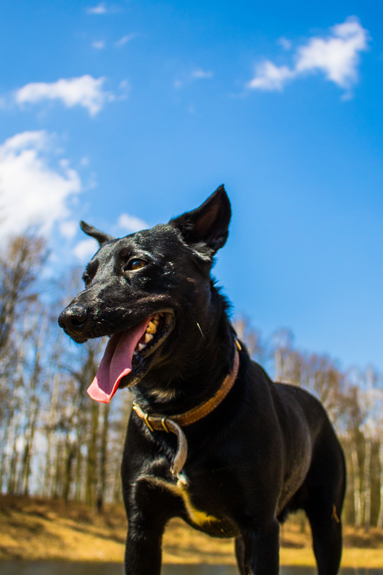 Canon EOS 750D (EOS Rebel T6i / EOS Kiss X8i) sample photo. Animals, black dog, forest photography