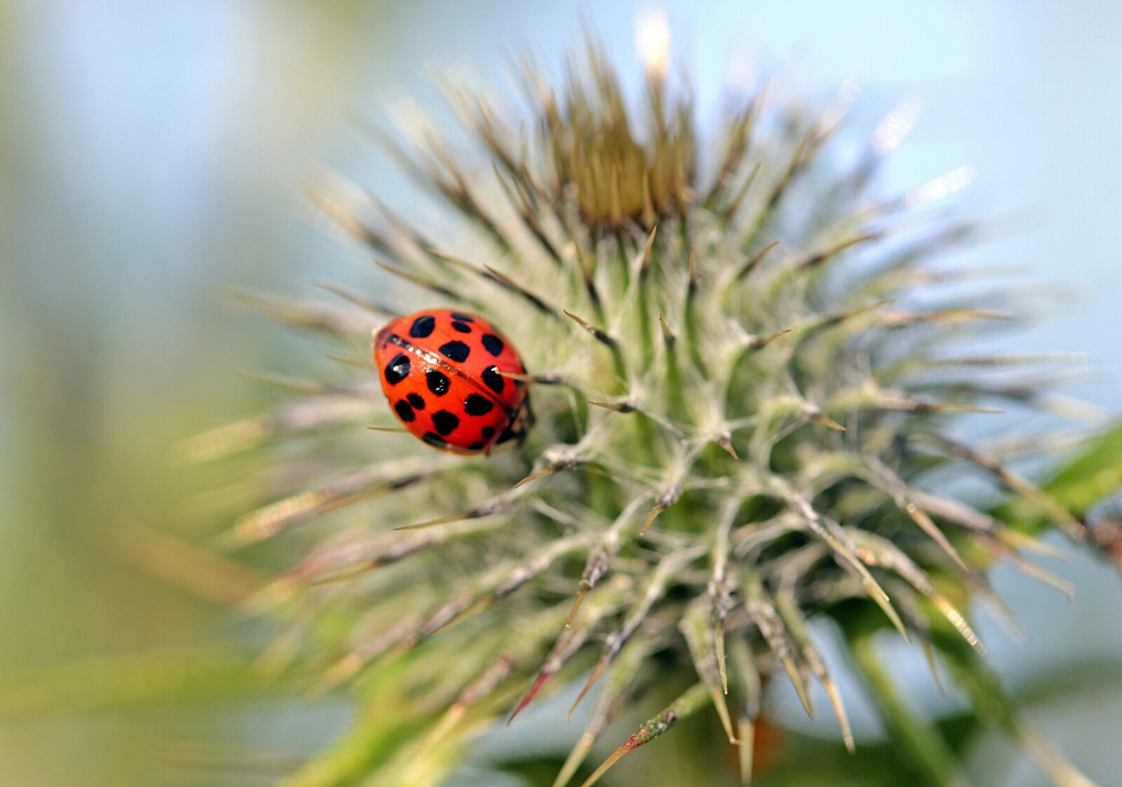 Canon EOS 650D (EOS Rebel T4i / EOS Kiss X6i) sample photo. Ladybug, asian ladybug, harmonia photography