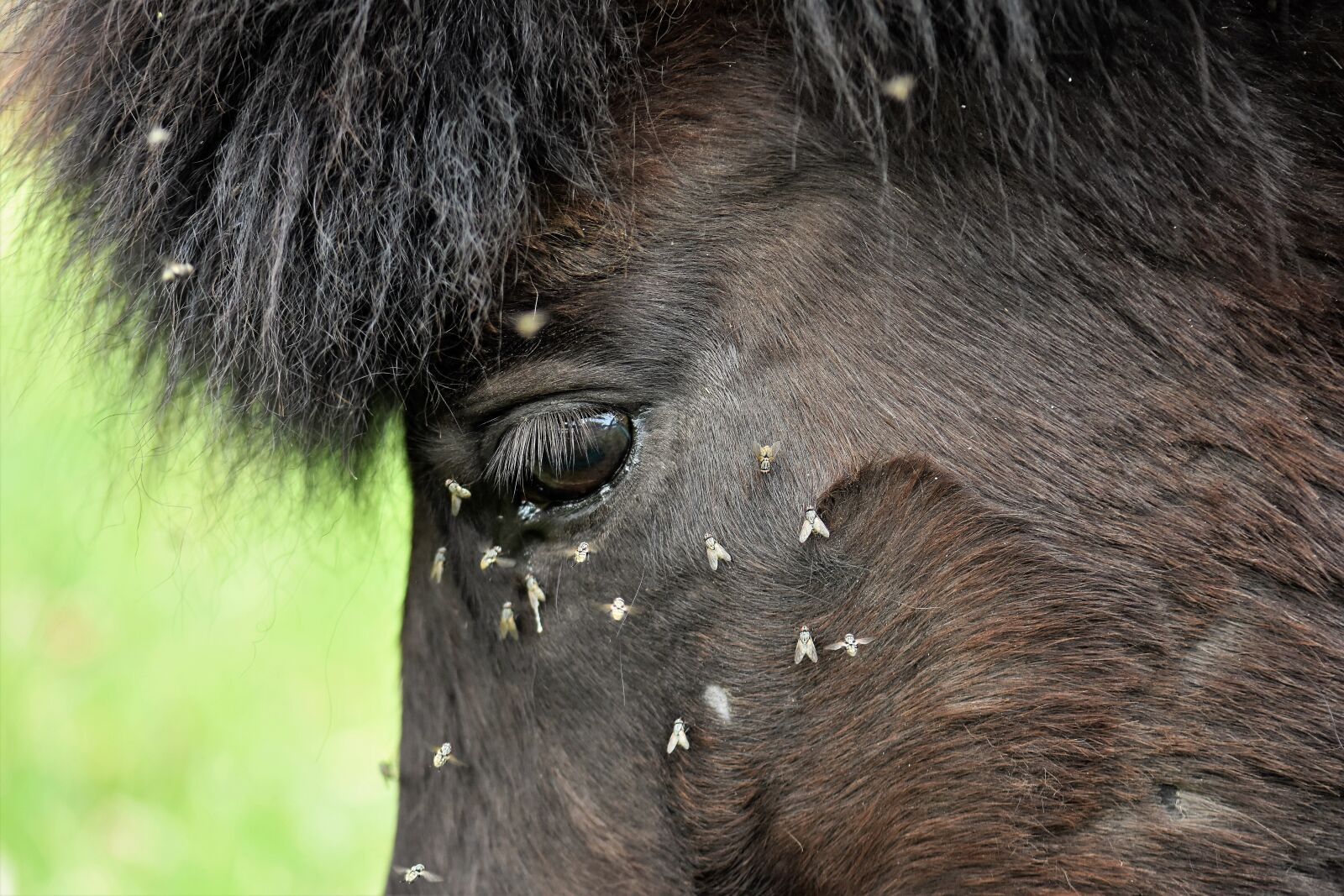 Nikon D5500 sample photo. Horse, pony, animal photography