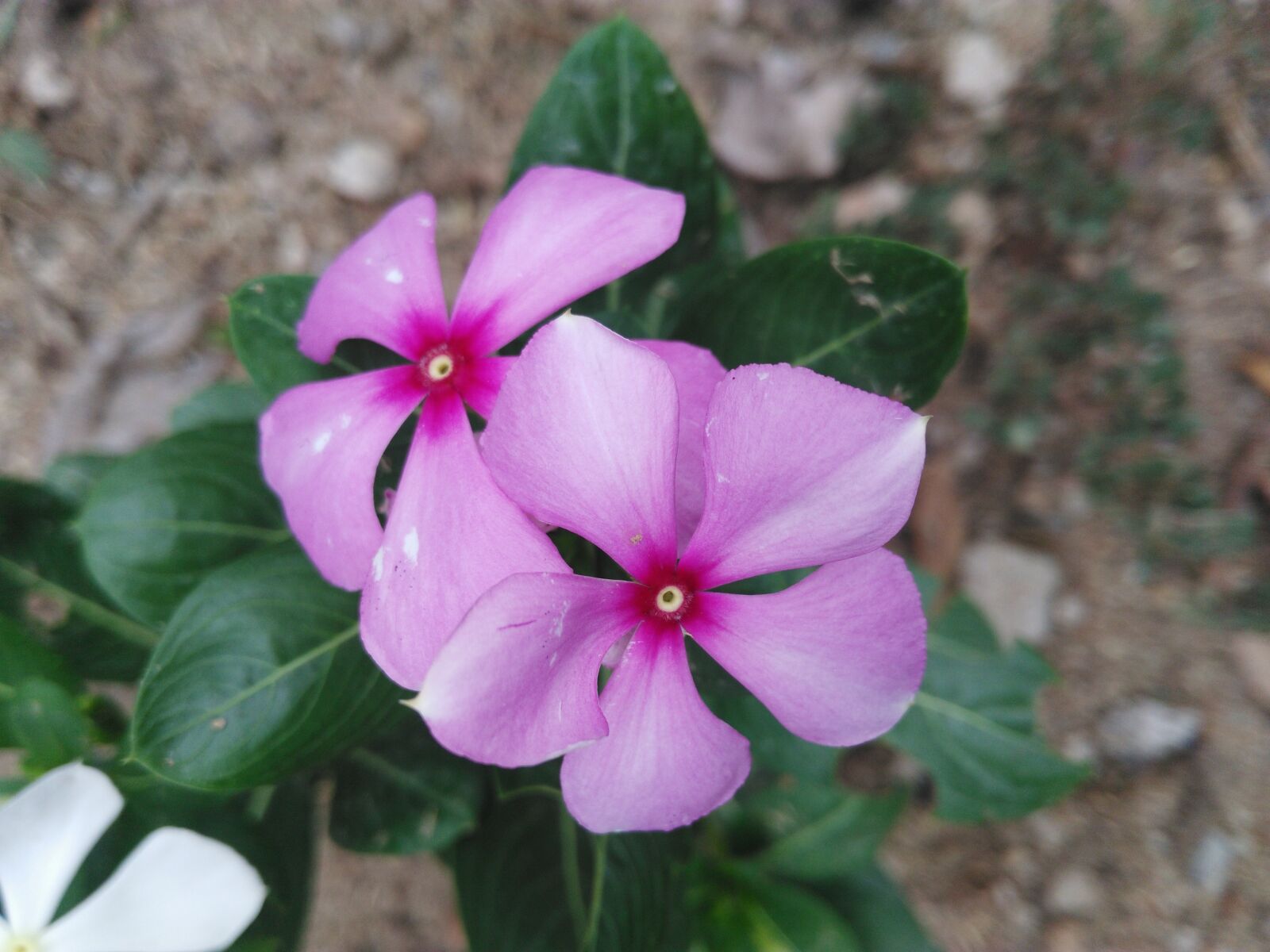 HUAWEI Che1-L04 sample photo. Pink, nithiyakalyani, flower photography