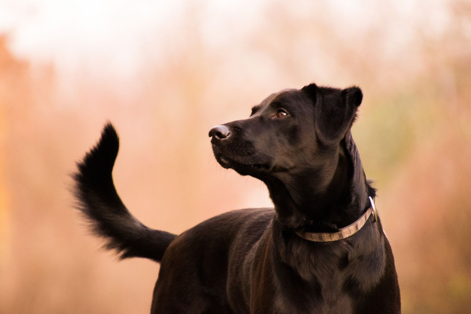 Nikon D3300 sample photo. Animal, cute, portrait photography
