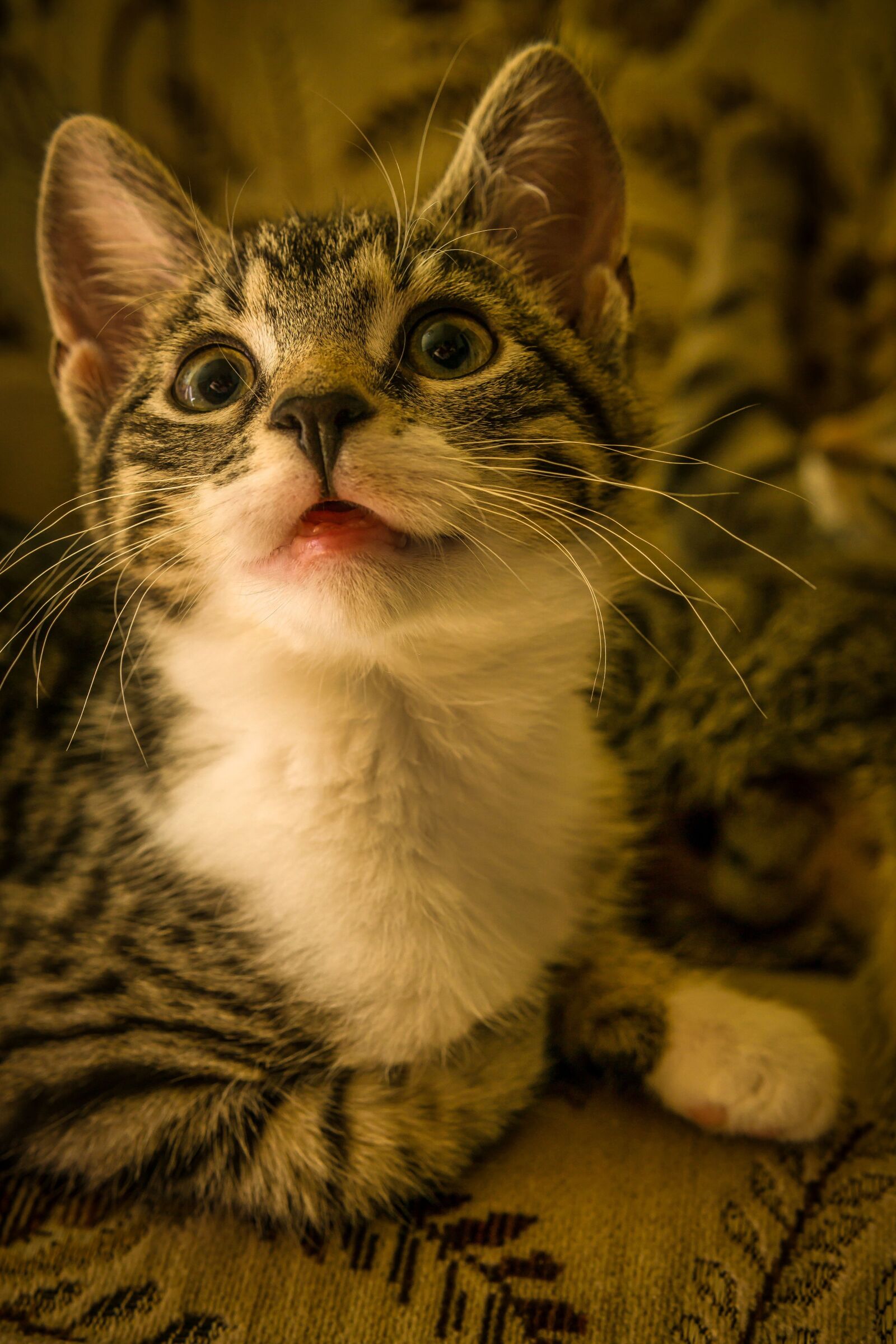 30mm F1.4 DC DN | Contemporary 016 sample photo. Cat, small, mackerel photography