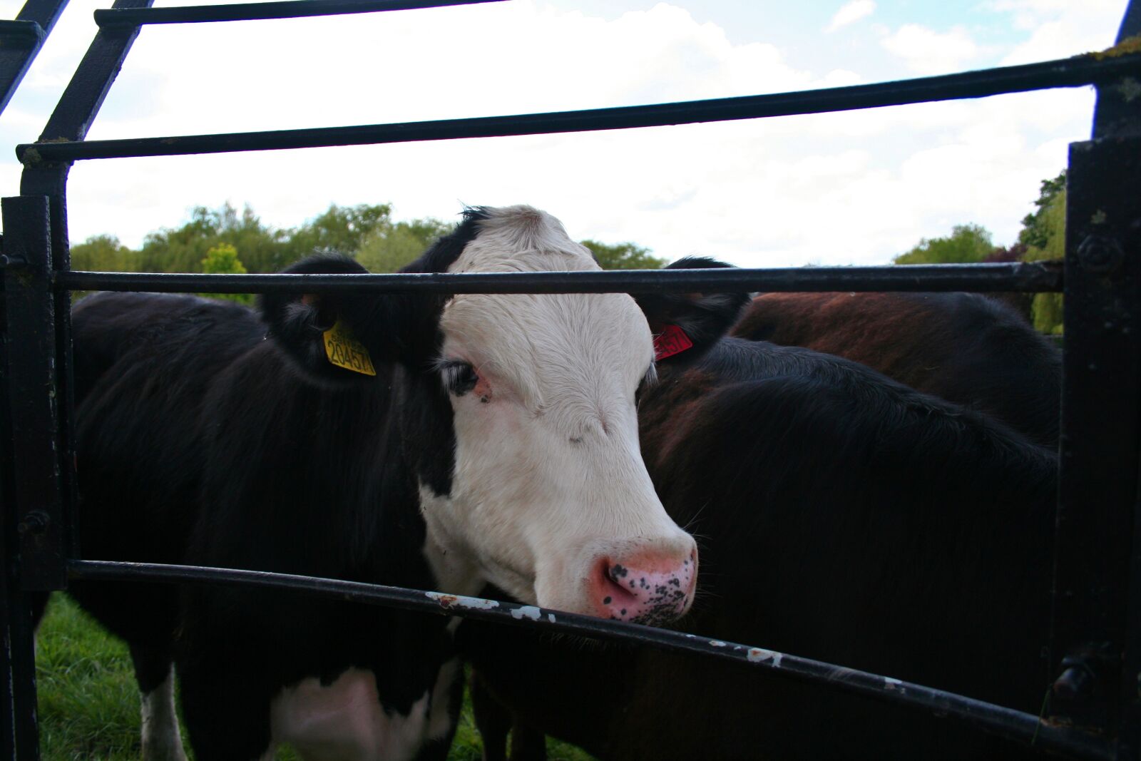 Canon EOS 350D (EOS Digital Rebel XT / EOS Kiss Digital N) sample photo. Cow, farm, livestock photography