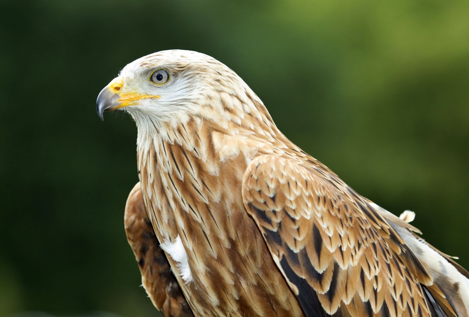 Canon EOS-1D Mark IV sample photo. Bird of prey, kite photography