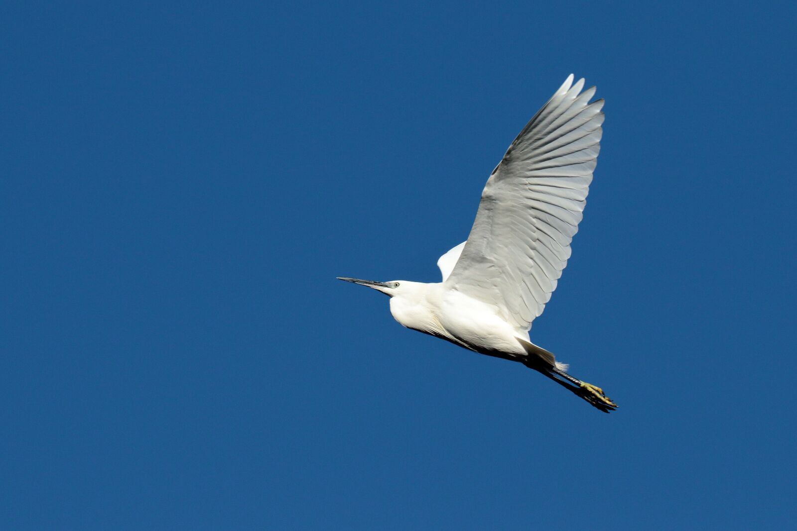 Canon EOS 7D Mark II sample photo. Flight, white, sky photography