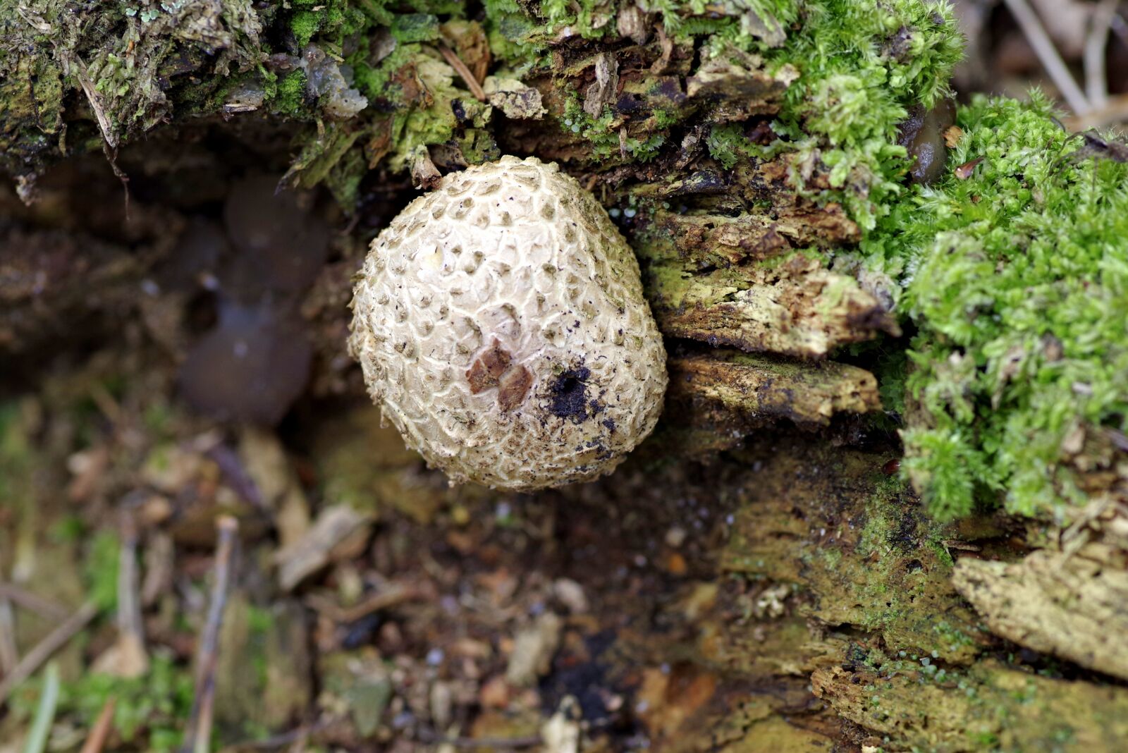 Pentax K-S2 sample photo. Fuzz-ball, mushroom, trunk photography