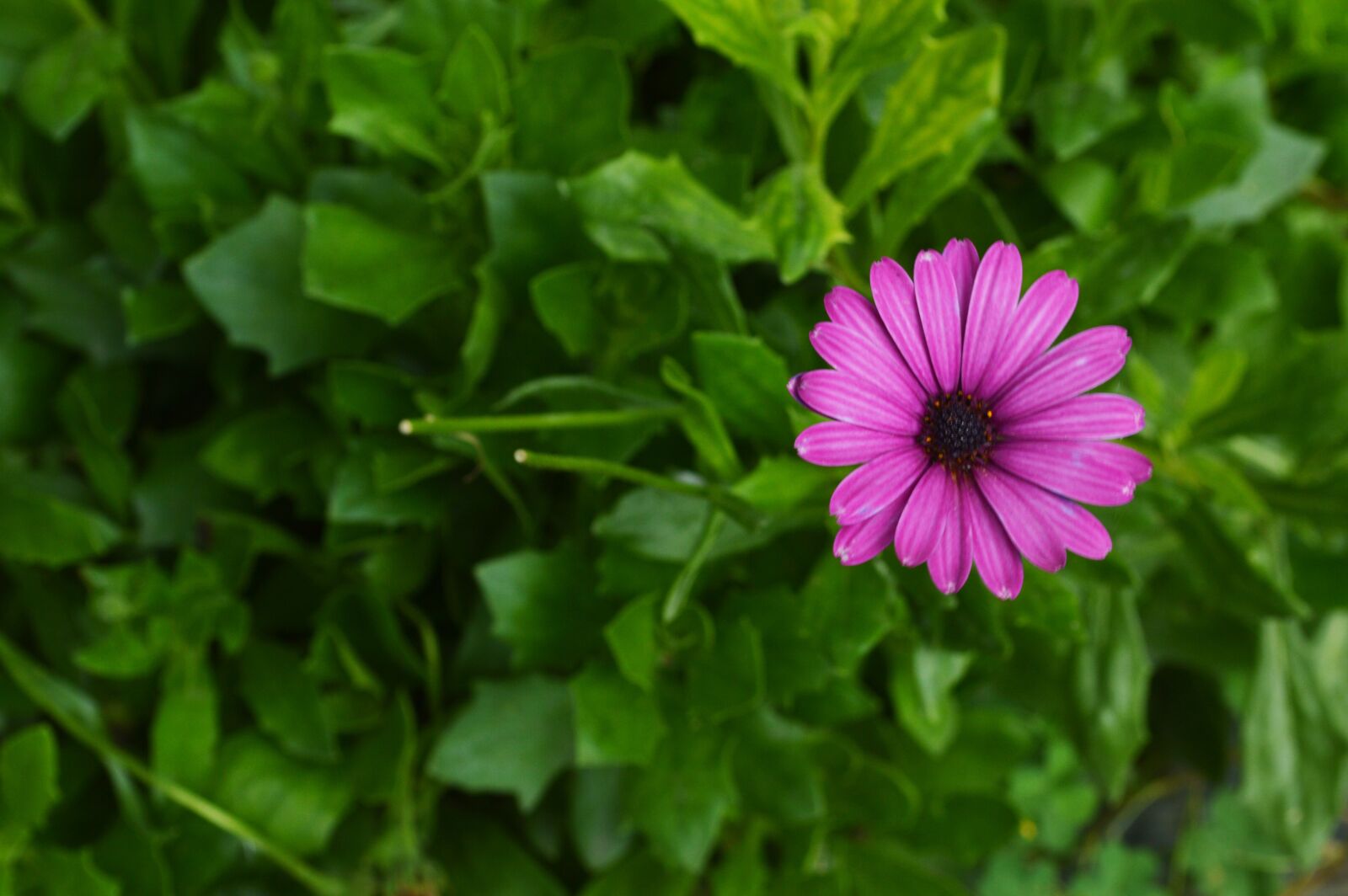 Nikon D3200 sample photo. Flower, nature, green photography