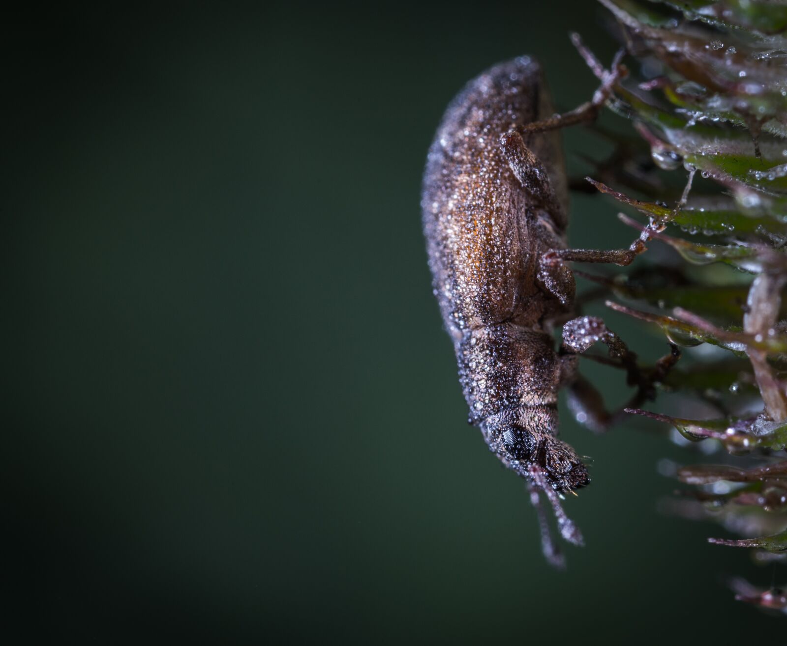 #124 65/2.8 sample photo. Insect, bespozvonochnoe, nature photography