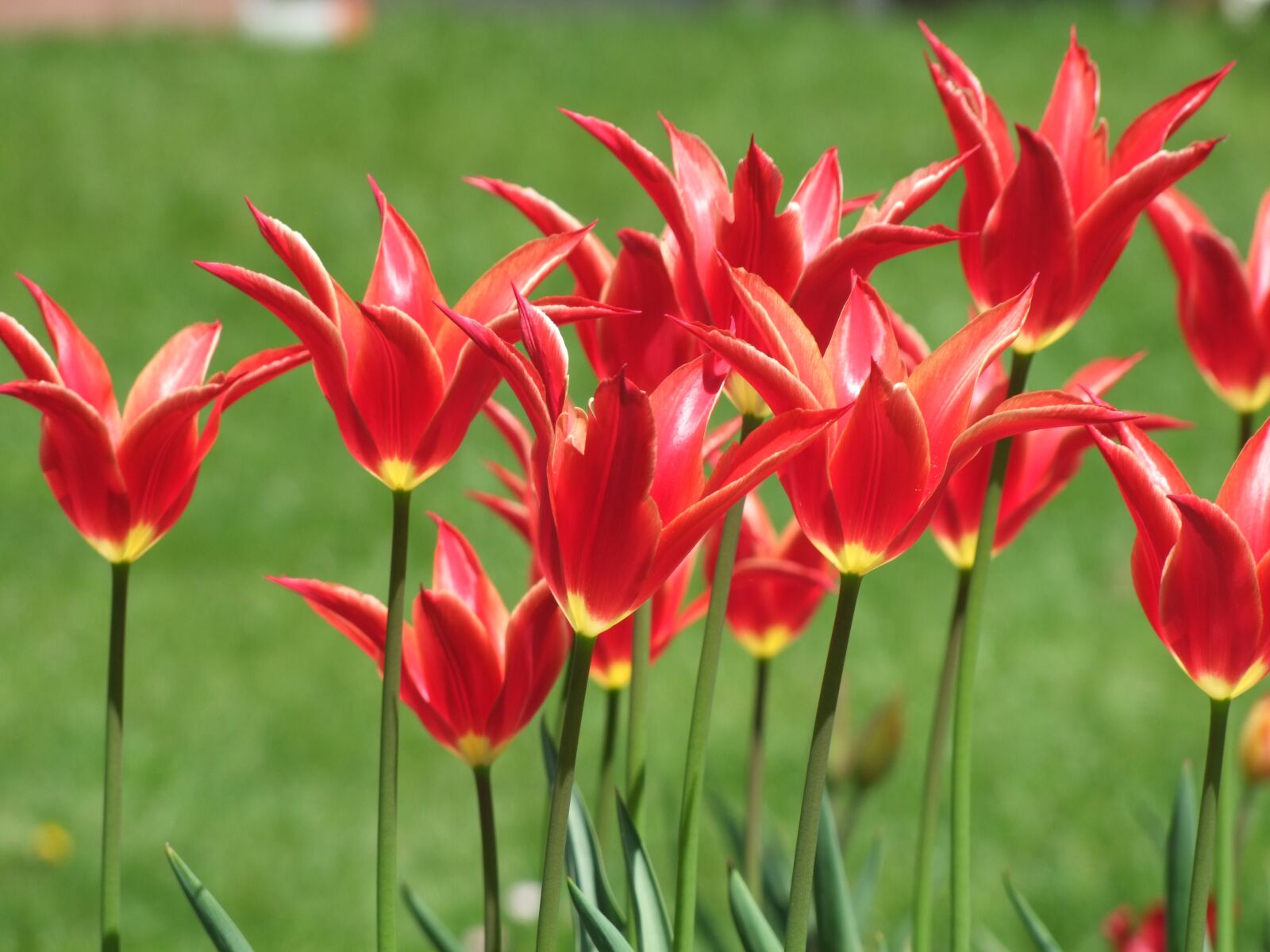 Fujifilm FinePix S100fs sample photo. Flower, tulip, beautiful photography