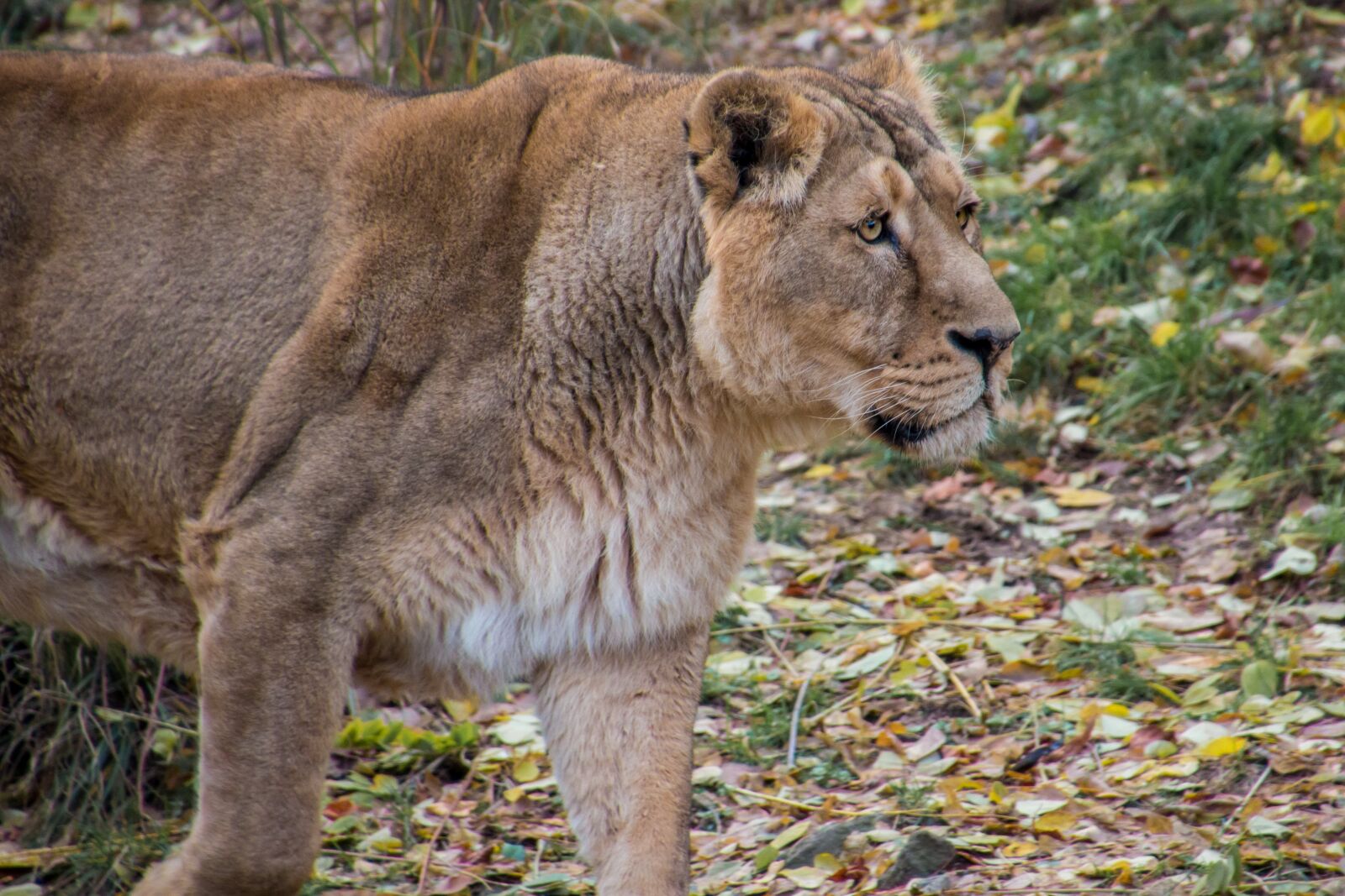 Canon EOS 70D sample photo. Lioness, leo, animal photography