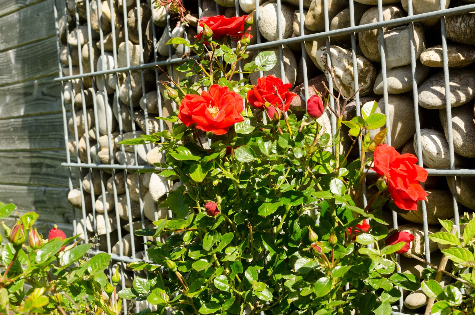 Nikon D7000 sample photo. Flowers, roses, garden photography