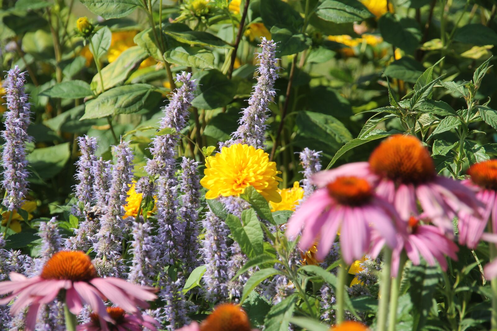 Canon EOS 1100D (EOS Rebel T3 / EOS Kiss X50) sample photo. Switzerland, lucerne, flowers photography