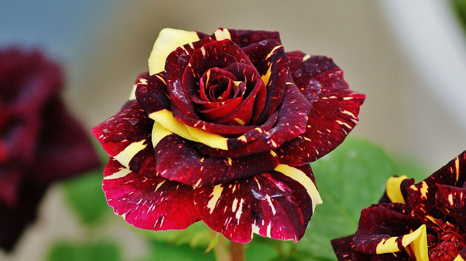 Sony Alpha DSLR-A330 sample photo. Dragon rose, dark red photography