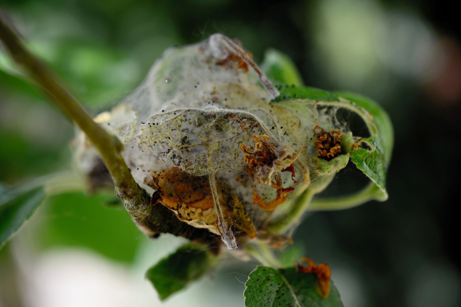 Nikon D5200 sample photo. Pests, ermine, apple tree photography