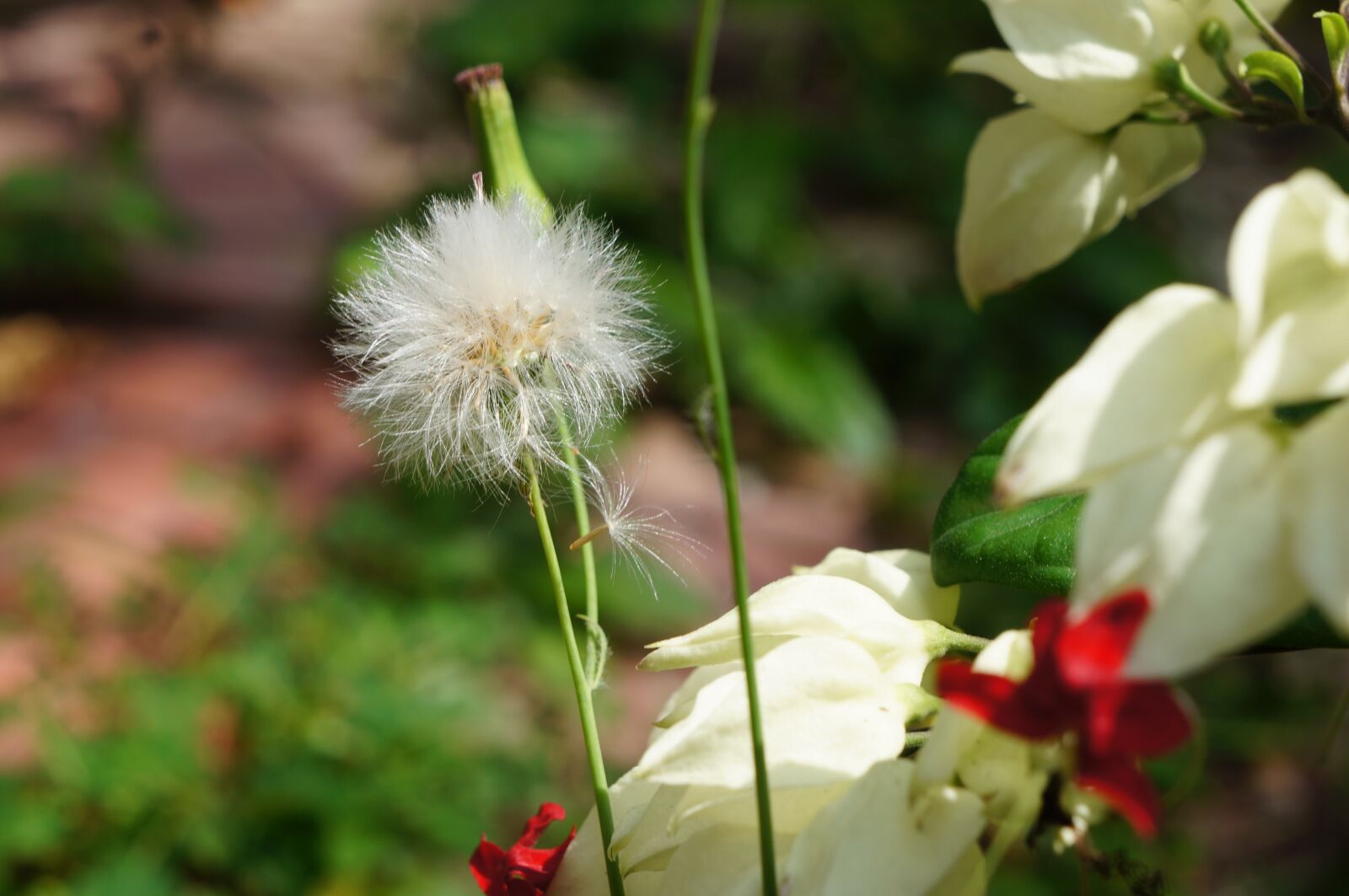 Sony Alpha NEX-5N sample photo. Flower, natural, green photography