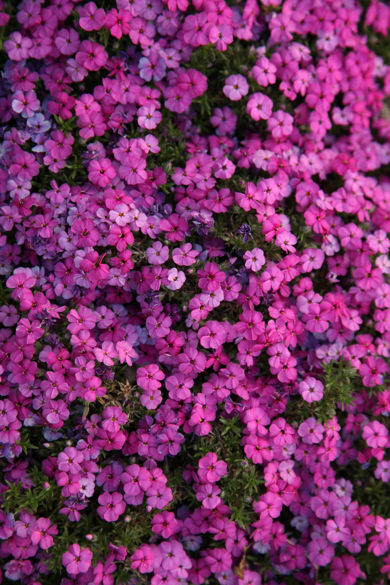 Canon EOS 5D Mark II sample photo. Flower, summer, pink photography