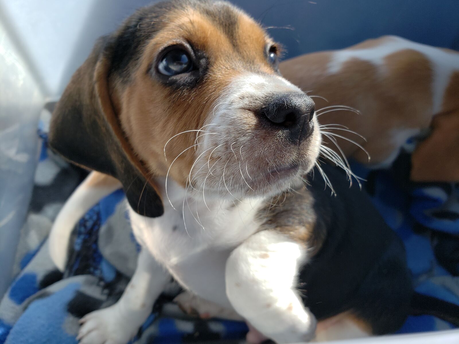 Samsung Galaxy S9 sample photo. Dog, pet, mammal photography