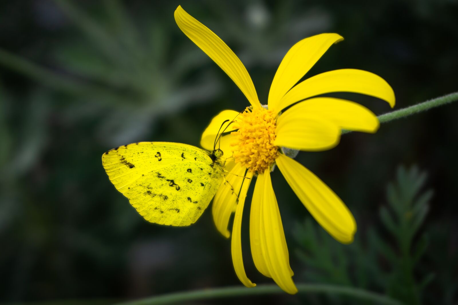 Sony a6000 sample photo. Yellow flowers, butterfly botanical photography