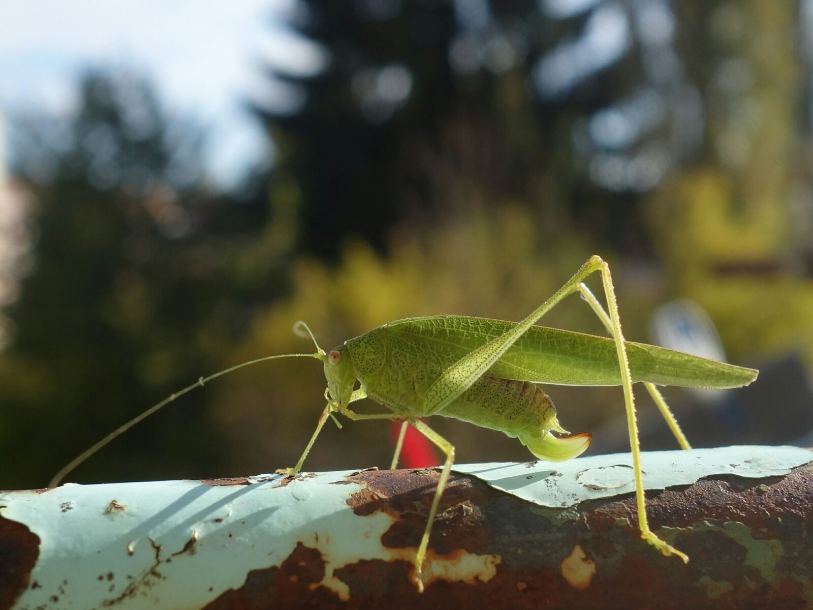 Sony Cyber-shot DSC-RX100 II sample photo. Grasshopper, katydid, long probe photography