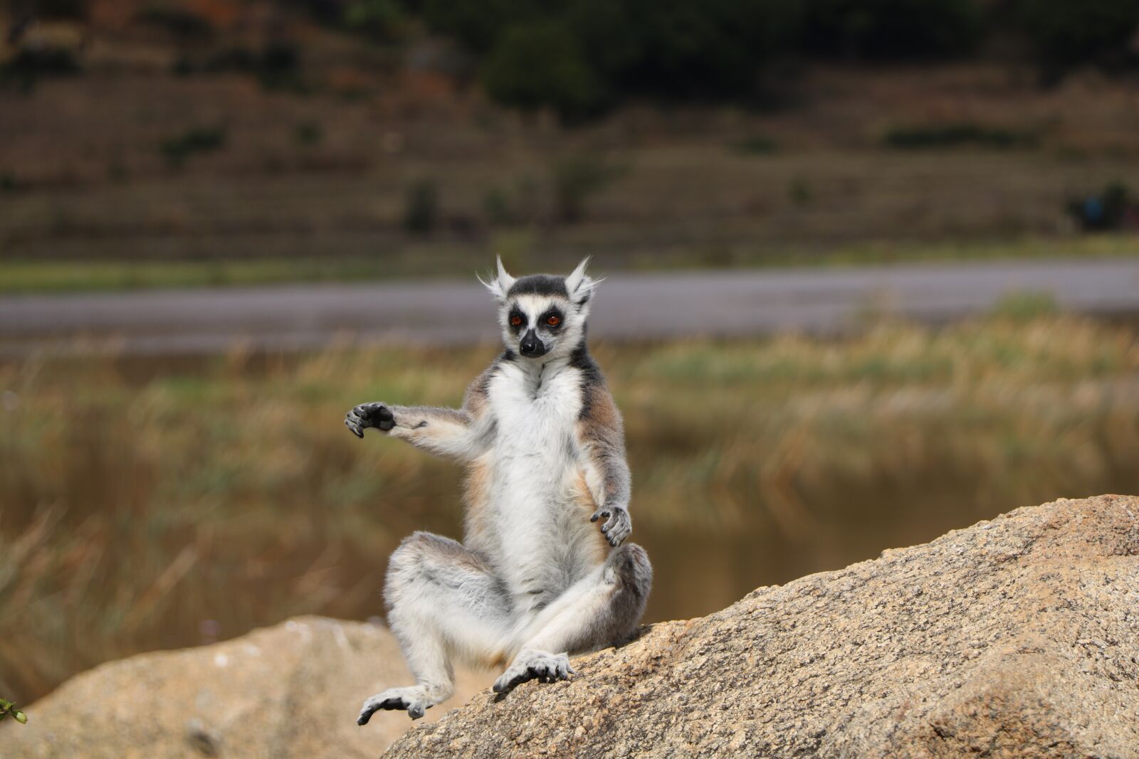 Canon EOS 760D (EOS Rebel T6s / EOS 8000D) sample photo. Animal, nature, madagascar photography