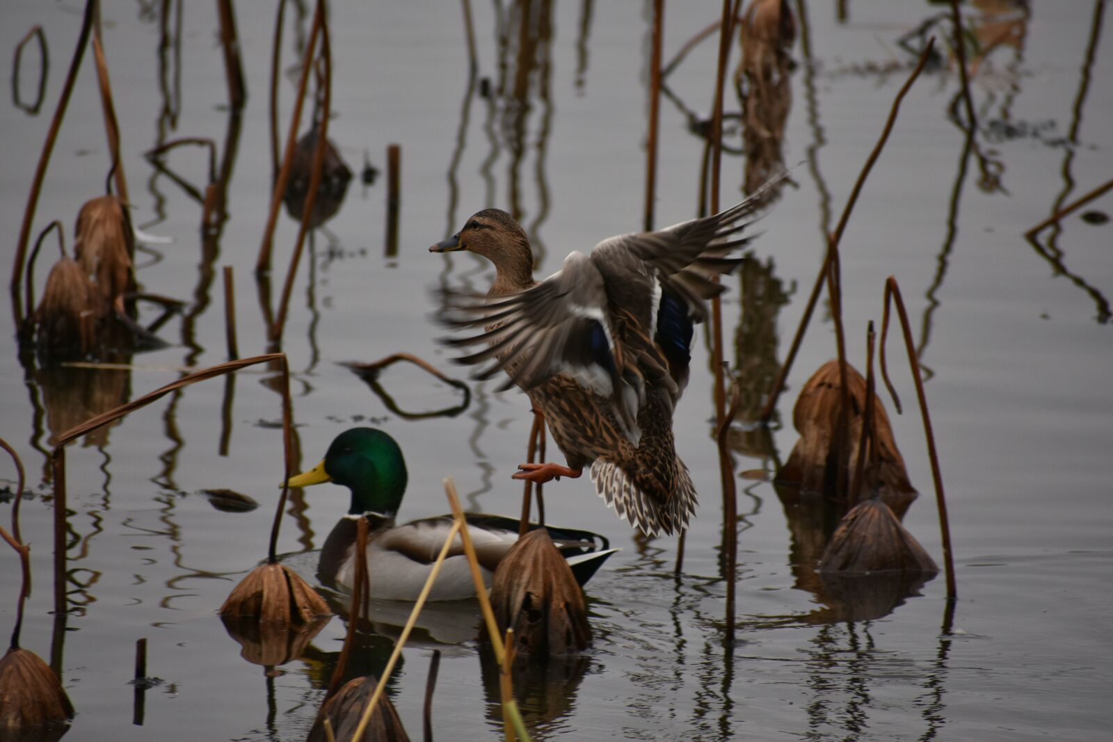 Nikon D7200 sample photo. Animal, lake, waterside photography