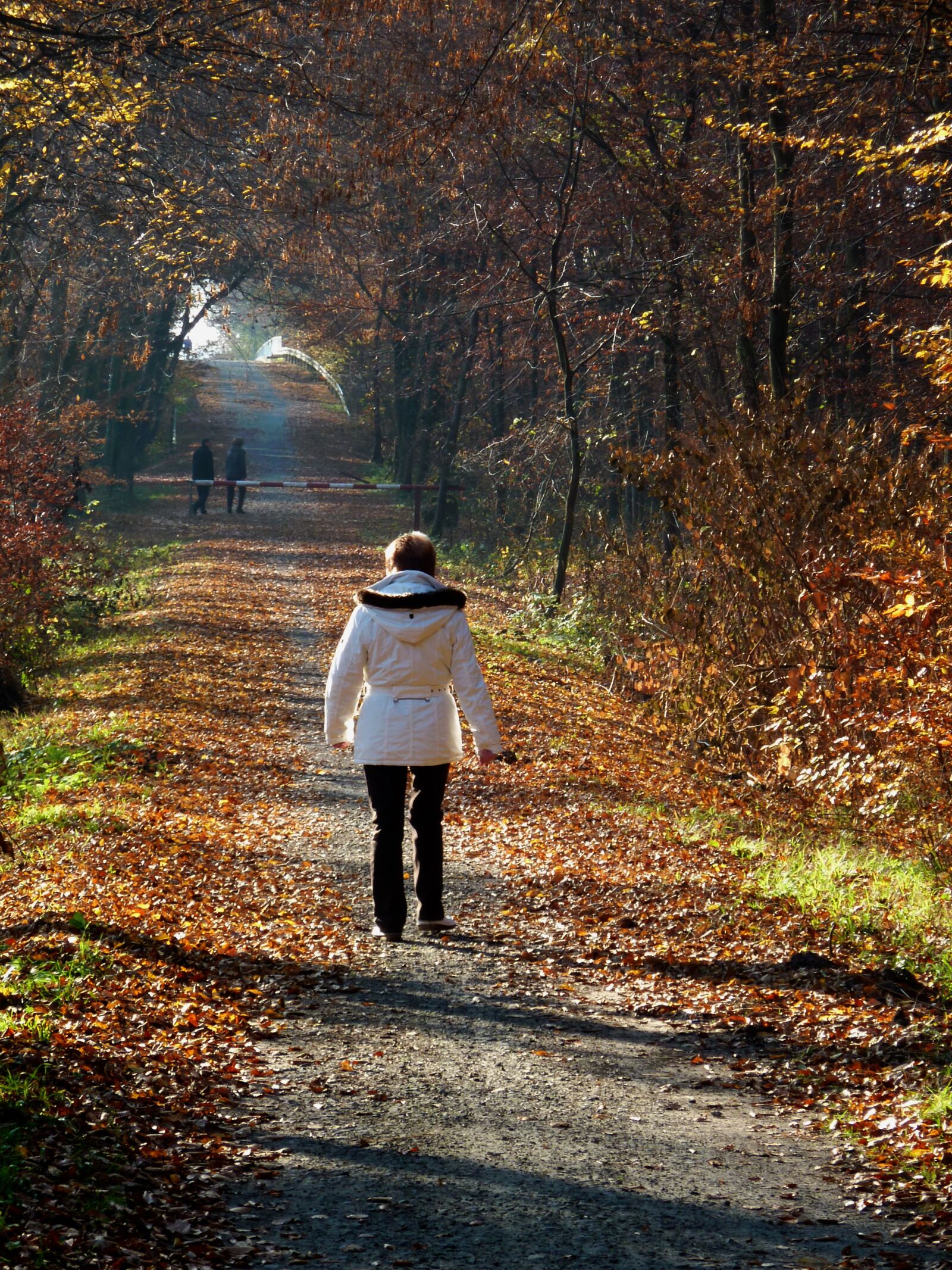 Panasonic DMC-TZ7 sample photo. Autumn, autumn forest, autumn photography