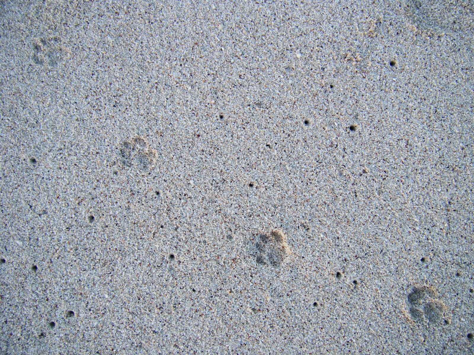 Fujifilm FinePix Z20fd sample photo. Sand, animal, foot photography