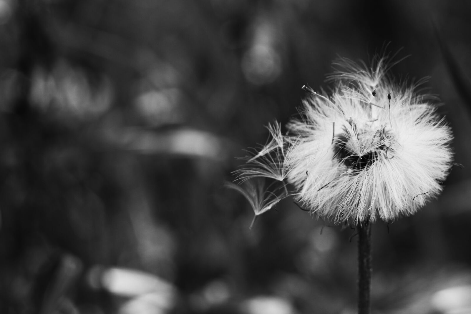 Canon EOS 7D Mark II sample photo. Flower, spring, nature photography