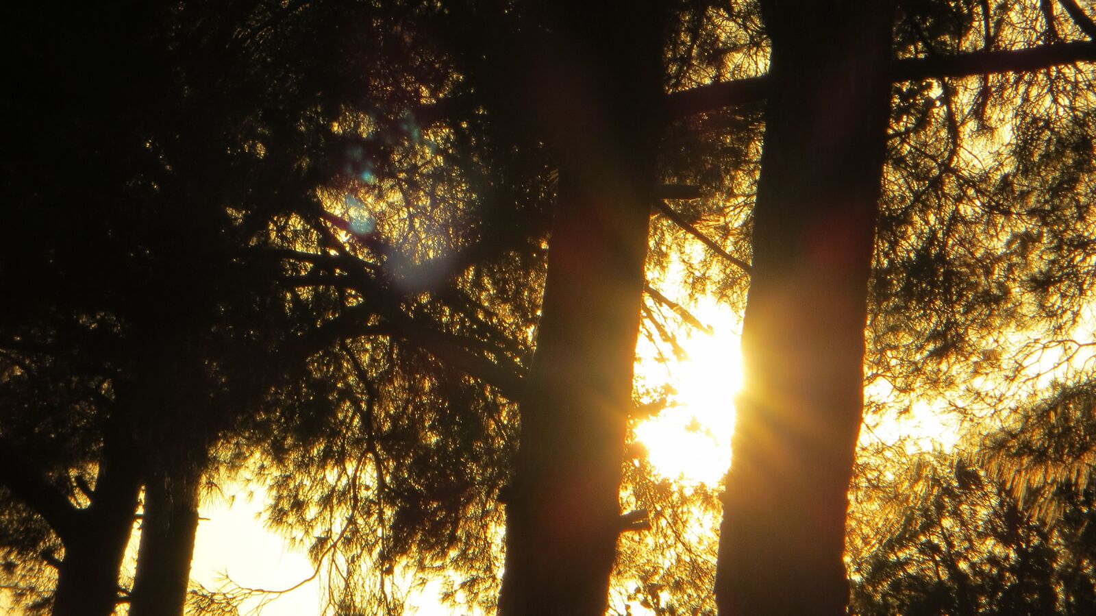 Canon PowerShot SX240 HS sample photo. Tree, background, forest photography