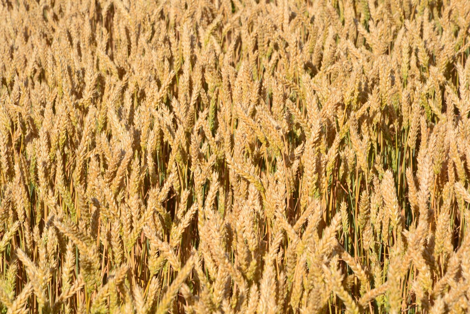 Nikon D3100 sample photo. Grain, by chaitanya k photography