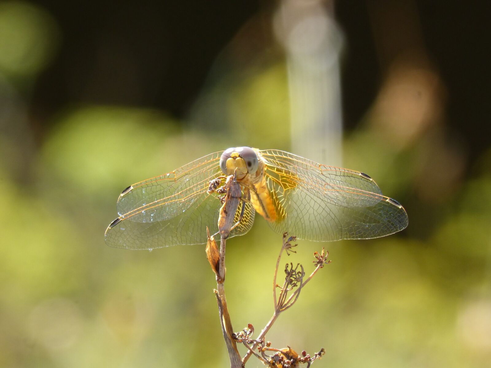 Panasonic DMC-FZ62 sample photo. Yellow dragonfly, dragonfly, dried photography