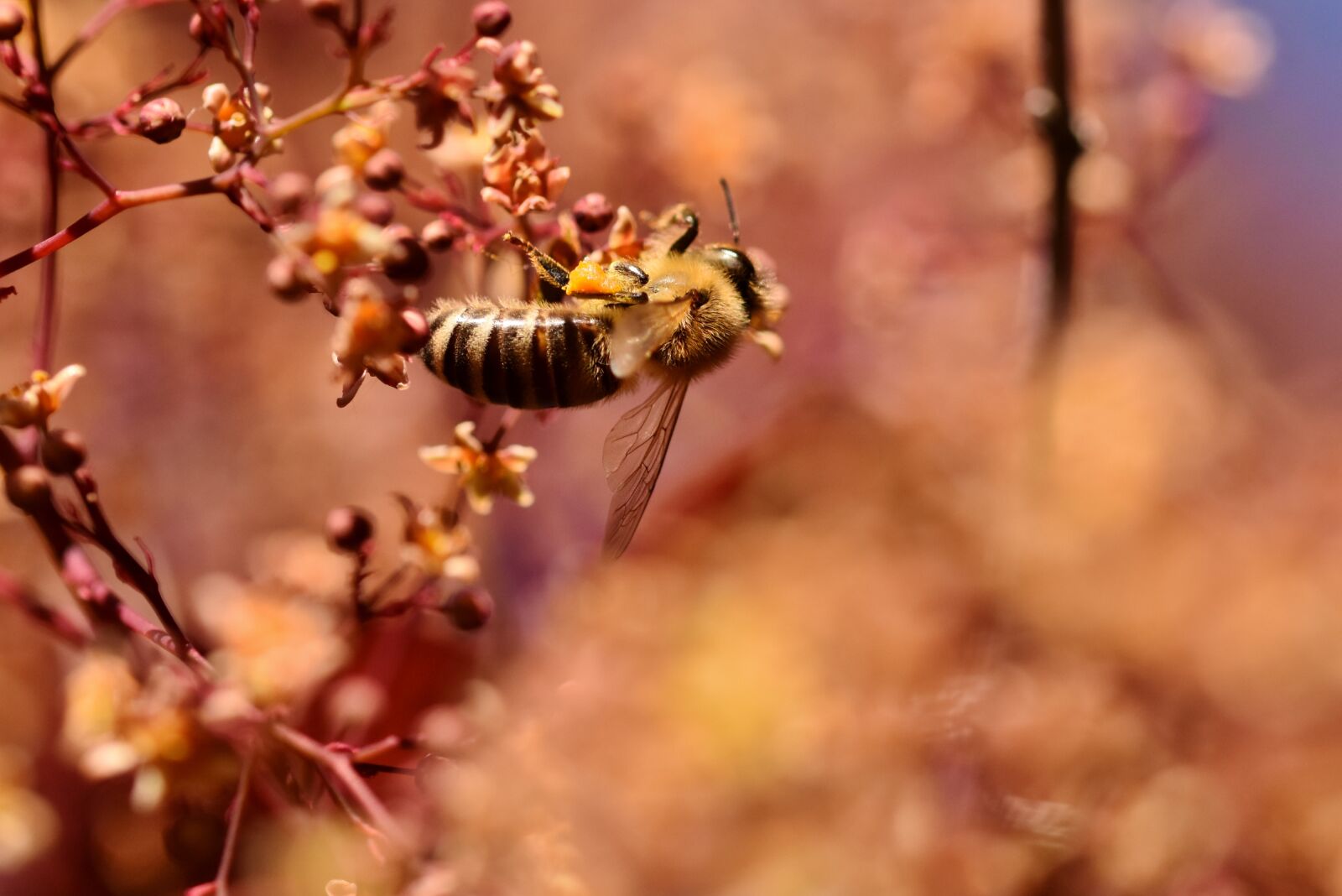 Nikon D7200 sample photo. Bee, honey bee, insect photography