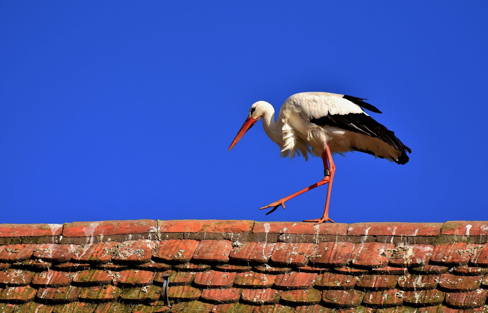 Nikon D7200 sample photo. Stork, bird, flying photography