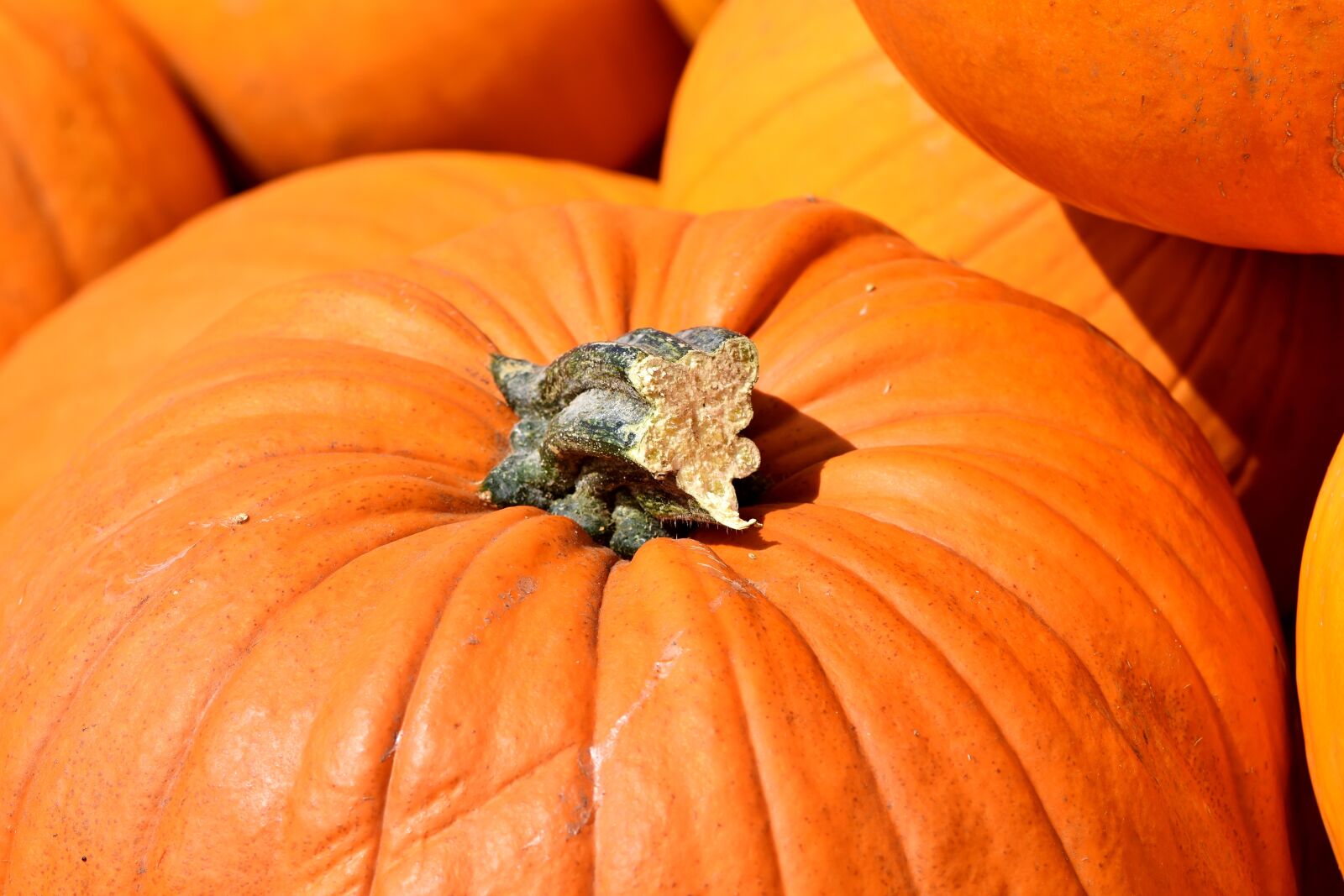 Nikon D7200 sample photo. Pumpkin, fruit, orange photography