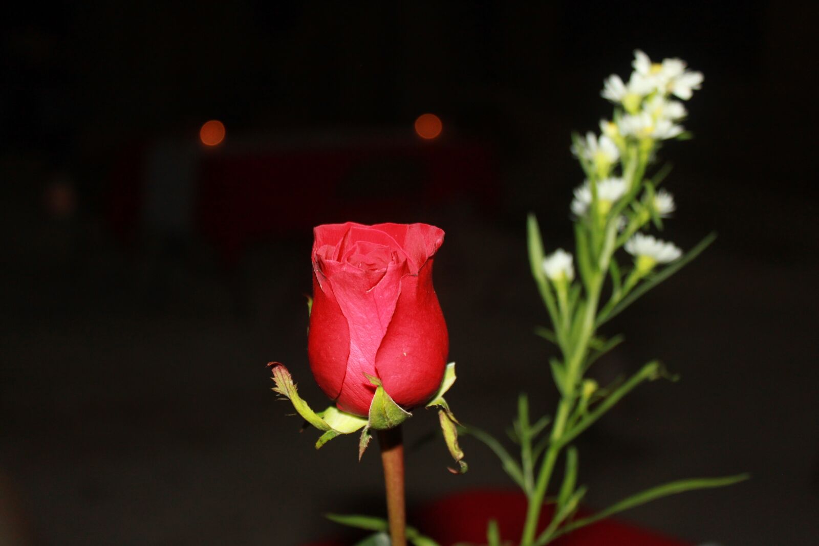 Canon EOS 500D (EOS Rebel T1i / EOS Kiss X3) sample photo. Rosa, dinner, night photography